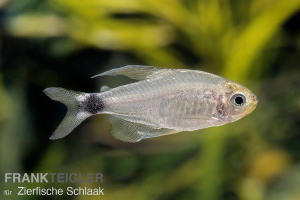 Schilfsalmler / Hyphessobrycon elachys
